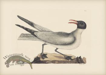 089 Laughing Gull